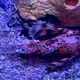 Twospot Turkeyfish
