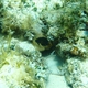 Philippine Damsel