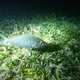 Oblong Silverbiddy