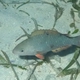 Palenose Parrotfish (Juvenile)