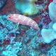 Darkfin Hind