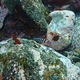 Blue-eyed Triplefin