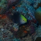 Talbot's Demoiselle