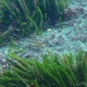 Common Triplefin