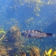 Yellow-saddled Wrasse