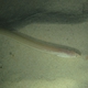 Philippines Worm Eel