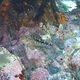 Variable Triplefin