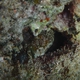 Brown-marbled Grouper