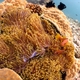 Magnificent Sea Anemone