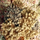 Finger-lobed Leather Coral