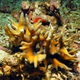 Antler Coral