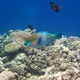Rusty Parrotfish