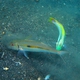 Yellowstripe Goatfish