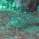 Durban Hingebeak Shrimp