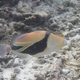Wedgetail Triggerfish