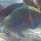 Purple-brown Parrotfish