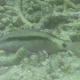 Longbarbel Goatfish