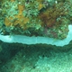 Lampert's Sea Cucumber