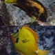 Mimic Surgeonfish