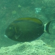 Roundspot Surgeonfish