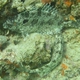 White-spotted Spinefoot