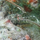 Scalloped Spiny Lobster