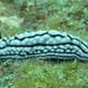 Zeylan Phyllidiella
