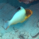 Bicolour Parrotfish (Juvenile)