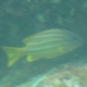 Five-lined Snapper