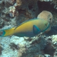 Red Sea Steephead Parrotfish