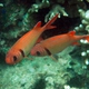 Pinecone Soldierfish