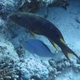 Yellowfin Soapfish