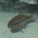 Iridescent Cardinalfish