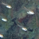 Slender Cardinalfish