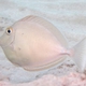 Bluespine Unicornfish (Juvenile)