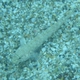 Incognito Goby