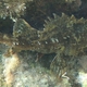 Black scorpionfish