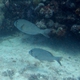 Blue-spotted Large-eye Bream