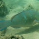 Blue-barred Parrotfish