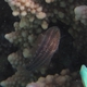 Palenose Parrotfish (Juvenile)