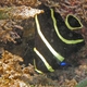 French Angelfish (Juvenile)