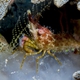 Coral Marbled Shrimp