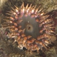 Red Warty Anemone