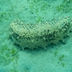 Florida Sea Cucumber