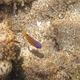 Longfin Damselfish (Juvenile)