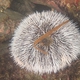 White Sea Urchin