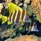 Striped Boarfish