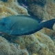 Twospot Surgeonfish