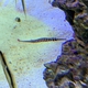 Naia Pipefish