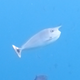 Spotted Unicornfish